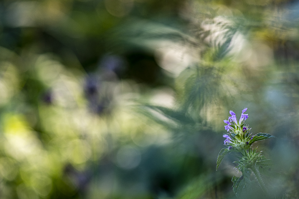 Platz 11 Johann Kerler